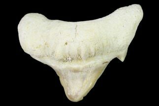 Pathological Shark (Otodus) Tooth - Morocco #108252