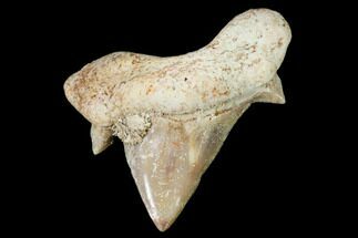 Pathological Shark (Otodus) Tooth - Morocco #108253