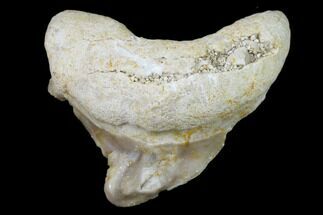 Pathological Shark (Otodus) Tooth - Morocco #108261
