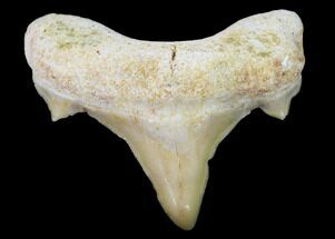 Pathological Shark (Otodus) Tooth - Morocco #108267