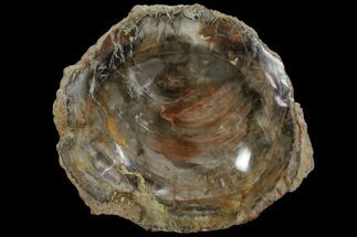 Colorful Polished Petrified Wood Bowl - Cyber Monday Deal #108199