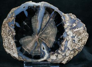 Blue Forest Petrified Wood End Cut - #7632