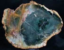 Emerald Green Zimbabwe Petrified Wood Slice #7802