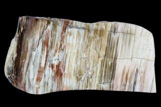 Petrified Wood (Araucioxylon) - Circle Cliffs, Utah #110127