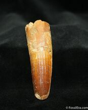 Inch Spinosaurus Tooth - Partial Root #1307
