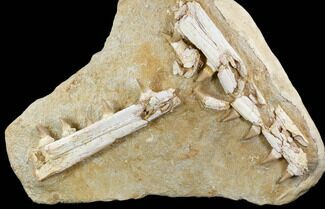 Mosasaur Jaws (Platecarpus) - Exceptional Preparation #110020