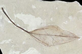 Two Fossil Leaves (Celtis and Mimosites)- Green River Formation, Utah #110358