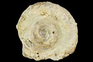 Fossil Ammonite (Hildoceras)- England #110819