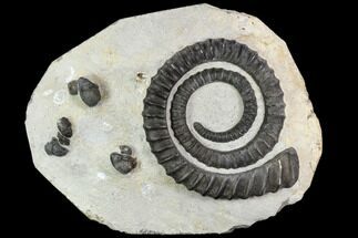 Devonian Ammonoid (Anetoceras) With Trilobite Heads #110683