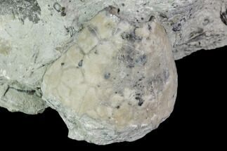 Fossil Crinoid Calyx - Indiana #110786