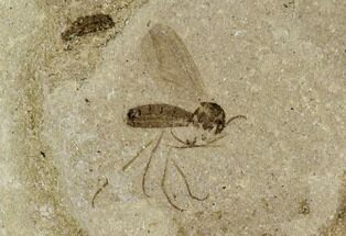 Fossil Fly (Diptera) - Green River Formation, Utah #111409