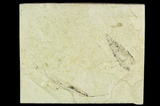 Fossil Leaves - Green River Formation, Utah #111449