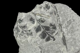 Fossil Fern (Sphenopteris) - Carboniferous #111659