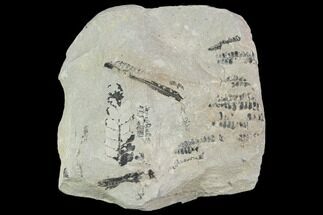 Fossil Fern (Lygenopteris, Sphenopteris) Plate - Poland #111673