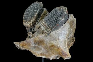 Juvenile Woolly Mammoth Jaw Section - North Sea #111757