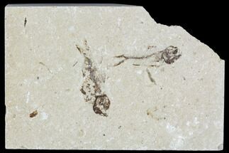 Two Cretaceous Fossil Fish - Lebanon #111693