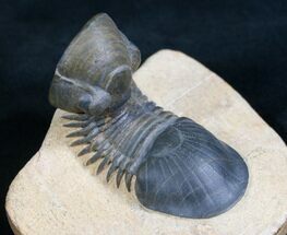Beautifully Preserved Paralejurus Trilobite - #7895
