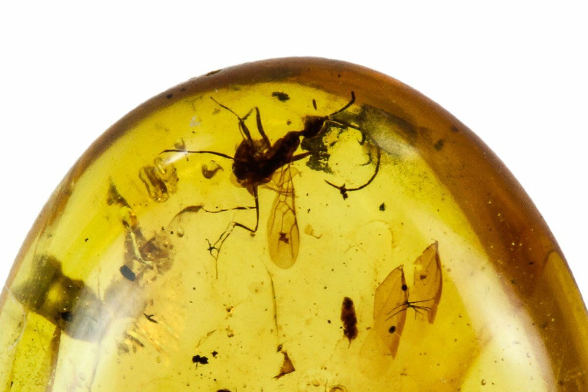 Fossil Insect Cluster In Amber Myanmar For Sale (112373)