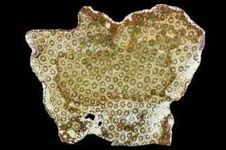 Polished, Fossil Coral Head - Indonesia #112499
