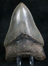 High Quality Megalodon Tooth #7941