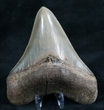 Beautiful Megalodon Tooth - Sharp #7942