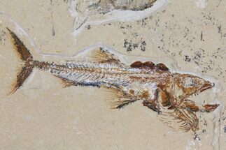 Cretaceous Predatory Fish (Eurypholis) & Two Shrimp - Lebanon #112651