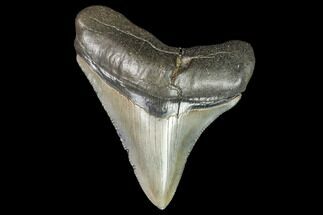 Serrated, Juvenline Megalodon Tooth - Florida #112599