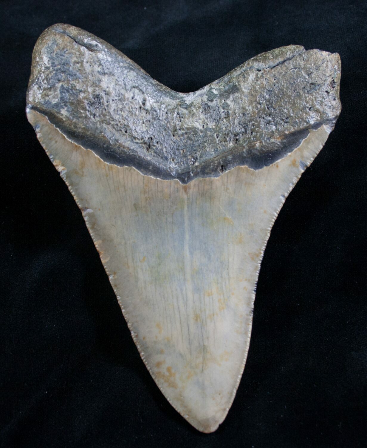 Nicely Shaped 4.89" Megalodon Shark Tooth For Sale (7947)