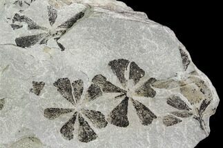 Three Pennsylvanian Fossil Horsetail (Sphenophyllum) Whorls - Kentucky #112671