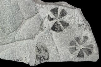 Two Pennsylvanian Fossil Horsetail (Sphenophyllum) Whorls - Kentucky #112674