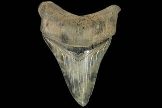 Fossil Chubutensis Tooth - Megalodon Ancestor #112670