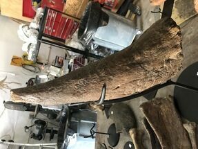 Triceratops Horn With Stand - North Dakota #112960