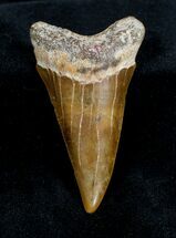 Inch Fossil Mako Tooth - North Carolina #1336