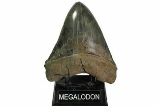 Serrated Monster Megalodon Tooth - Massive! #113054