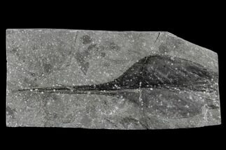 Fossil Eurypterid (Slimonia) Tail - Scotland #113116