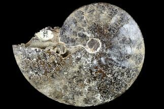 Cretaceous Ammonite (Placenticeras) Fossil - South Dakota #113161