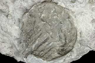 Primitive Horseshoe Crab (Protolimulus) Fossil - Pennsylvania #113220