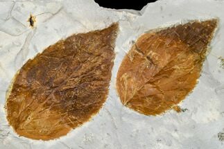 Two Fossil Hackberry Leaves (Celtis) - Montana #113256