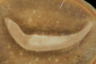 Jawless Fish (Gilpichthys) Fossil Nodule - Mazon Creek #113262