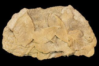 Fossil Leaves Preserved In Travertine - Austria #113213