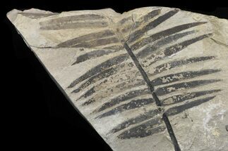 Jurassic Aged Cycad (Zamites) - France #113477