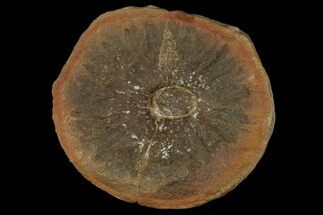 Scale Tree (Lepidostrobus) Cone Fossil - Mazon Creek #113208