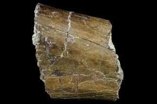 Hadrosaur (Edmontosaurus) Bone Section - South Dakota #113594