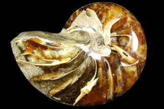 Polished Fossil Nautiloid - Madagascar #113533