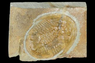 2.65" Ogyginus Cordensis - Classic British Trilobite - Fossil #114177