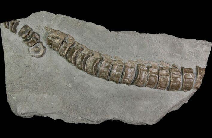Ichthyosaur Vertebrae Column - Posidonia Shale, Germany #114214