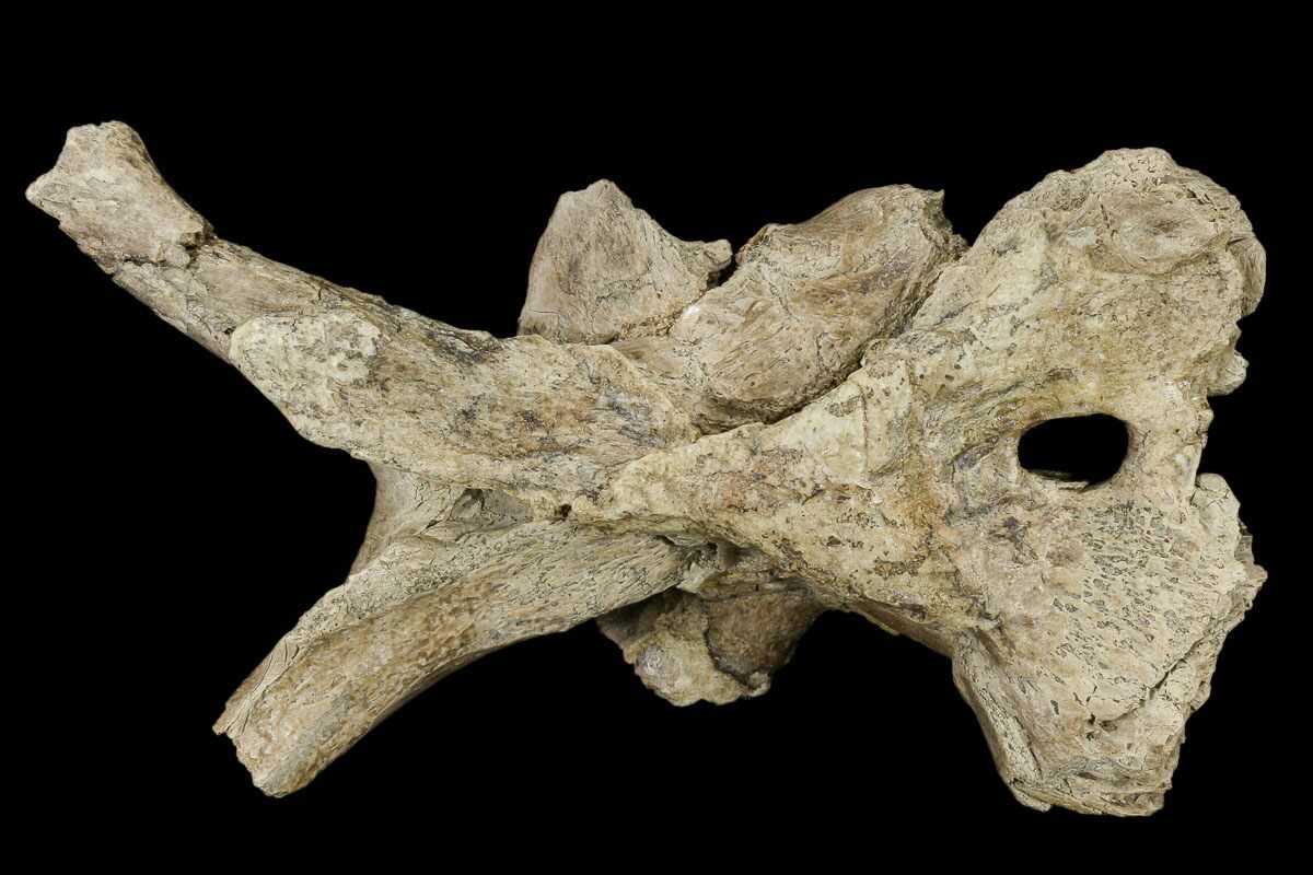 mosasaurus bone