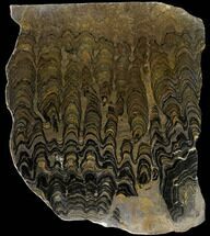 Stromatolite (Greysonia) Slab From Bolivia #114477
