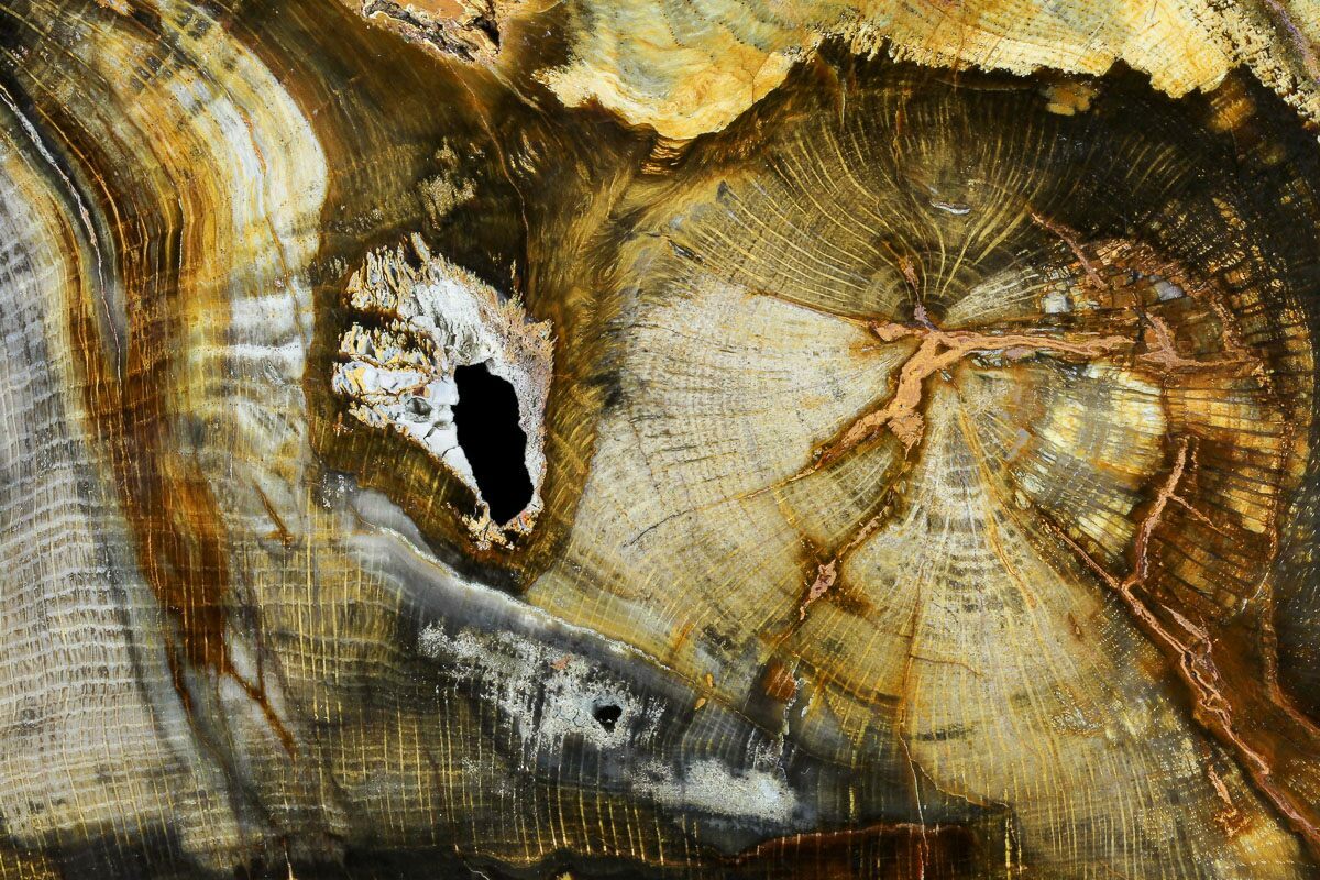 Petrified Wood Slab – FROM THE SOURCE