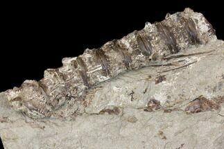 String Of Cretaceous Fossil Fish Vertebrae - Kansas #115078
